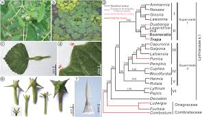 Attēlu rezultāti vaicājumam “Trapaceae”