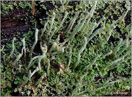 Attēlu rezultāti vaicājumam “Cladonia coniocraea”
