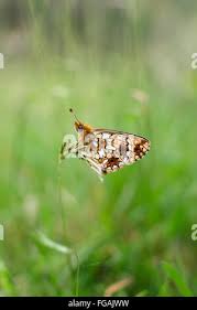 Attēlu rezultāti vaicājumam “Clossiana selene underside”