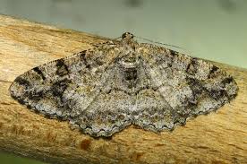 Image result for przyk adnica