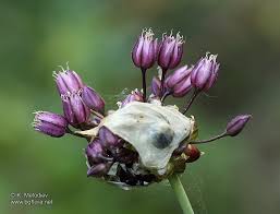 Attēlu rezultāti vaicājumam “Allium scorodoprasum”