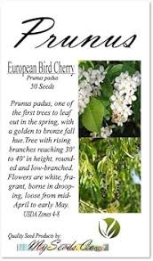 Attēlu rezultāti vaicājumam “Prunus padus var. roseiflora”