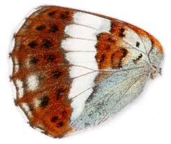 Attēlu rezultāti vaicājumam “Limenitis camilla underside”