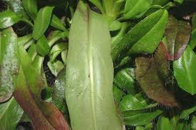 Attēlu rezultāti vaicājumam “Hieracium murorum leaf”