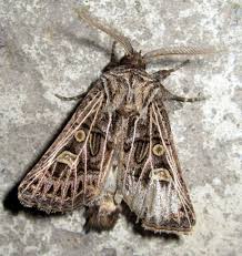 Attēlu rezultāti vaicājumam “Tholera decimalis male”