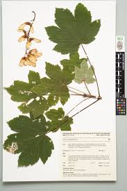 Attēlu rezultāti vaicājumam “Acer pseudoplatanus”