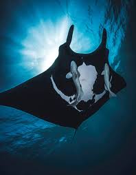 Image result for Manta Divers Sub-Aqua Club