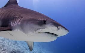 Image result for Galeocerdo cuvier