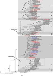 Attēlu rezultāti vaicājumam “Rabdophaga heterobia”