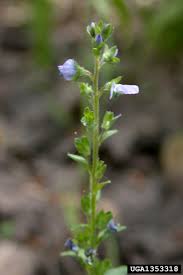 Attēlu rezultāti vaicājumam “Veronica serpyllifolia flower”