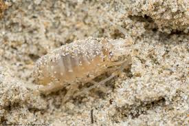 Attēlu rezultāti vaicājumam “Talitrus saltator”