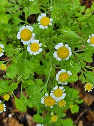 Image result for Tanacetum parthenium