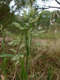 Attēlu rezultāti vaicājumam “Holcus lanatus”