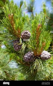 Attēlu rezultāti vaicājumam “Pinus sibirica”