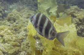 Image result for Diplodus cervinus