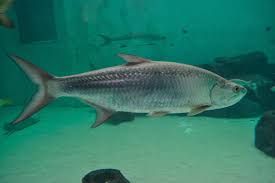 Image result for Megalops atlanticus