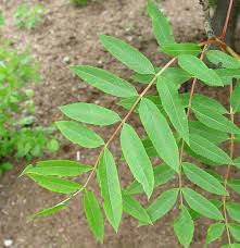 Attēlu rezultāti vaicājumam “Sorbus aucuparia leaf”