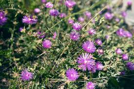 Image result for Mesembryanthemum criniflorum