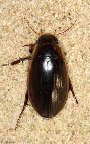 Attēlu rezultāti vaicājumam “Dytiscus dimidiatus”