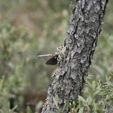 Attēlu rezultāti vaicājumam “Oeneis jutta underside”