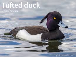 Attēlu rezultāti vaicājumam “Aythya fuligula”