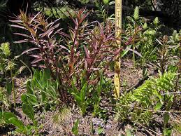 Attēlu rezultāti vaicājumam “Pedicularis palustris subsp. opsiantha”