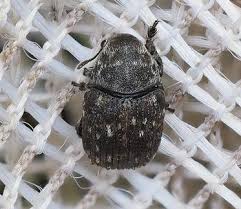 Attēlu rezultāti vaicājumam “Anthribus nebulosus”