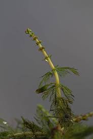 Attēlu rezultāti vaicājumam “Myriophyllum alterniflorum leaf”