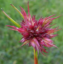 Attēlu rezultāti vaicājumam “Juncus capitatus”