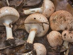 Attēlu rezultāti vaicājumam “Lycogala asperum young”