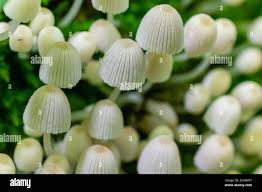 Attēlu rezultāti vaicājumam “Mycena epipterygia”