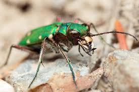 Attēlu rezultāti vaicājumam “Cicindela campestris”