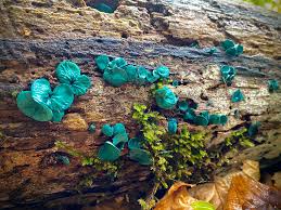 Attēlu rezultāti vaicājumam “Chlorociboria aeruginascens”