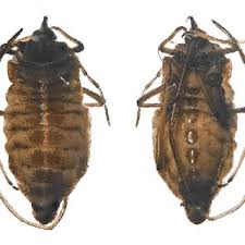 Attēlu rezultāti vaicājumam “Tetraneura ulmi”