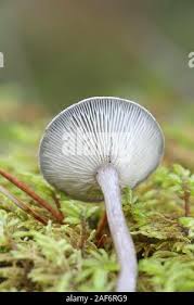 Attēlu rezultāti vaicājumam “Cantharellula umbonata”