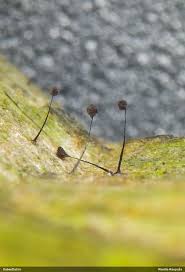 Attēlu rezultāti vaicājumam “Comatricha ellae stalked”