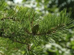 Attēlu rezultāti vaicājumam “Pinus banksiana”