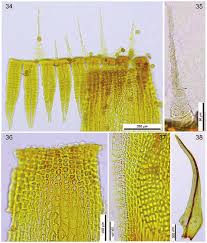Attēlu rezultāti vaicājumam “Ulota crispa sporophyte”