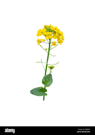 Attēlu rezultāti vaicājumam “Brassica napus flower”