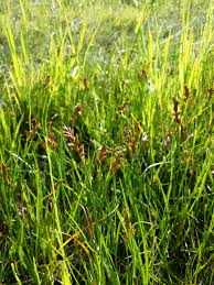 Attēlu rezultāti vaicājumam “Blysmus compressus”