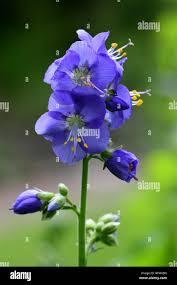 Attēlu rezultāti vaicājumam “Polemonium caeruleum flower”