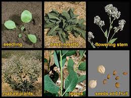 Attēlu rezultāti vaicājumam “Lepidium latifolium”