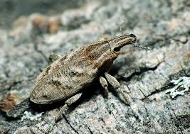 Attēlu rezultāti vaicājumam “Cleonis pigra”