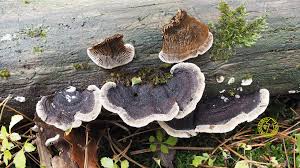 Attēlu rezultāti vaicājumam “Gloeophyllum abietinum”