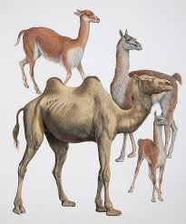 Attēlu rezultāti vaicājumam “Artiodactyla”