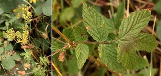 Image result for Rosengewächse