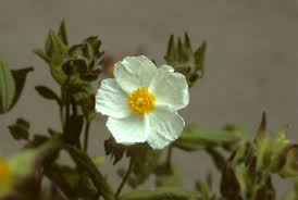 Attēlu rezultāti vaicājumam “Cistaceae”