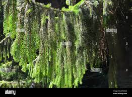 Attēlu rezultāti vaicājumam “Picea abies fo. virgata leaf”