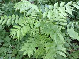 Attēlu rezultāti vaicājumam “Pterocarya fraxinifolia leaf”
