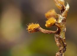 Attēlu rezultāti vaicājumam “Reticularia jurana spores”